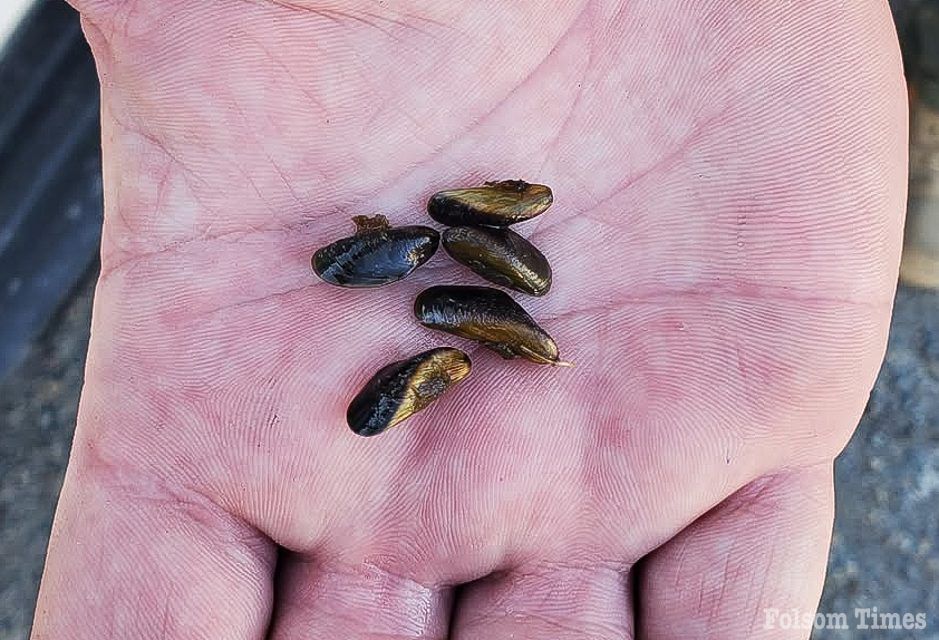 Golden Mussels discovered during Folsom Lake boat inspection