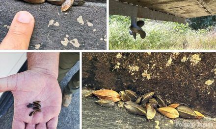 Golden Mussels discovered during Folsom Lake boat inspection