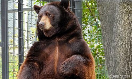 Meet Folsom’s newest resident – Herbie the Bear
