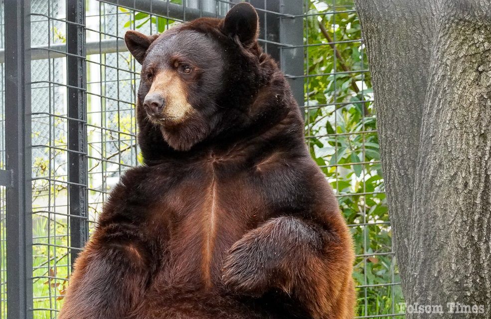 Meet Folsom’s newest resident – Herbie the Bear