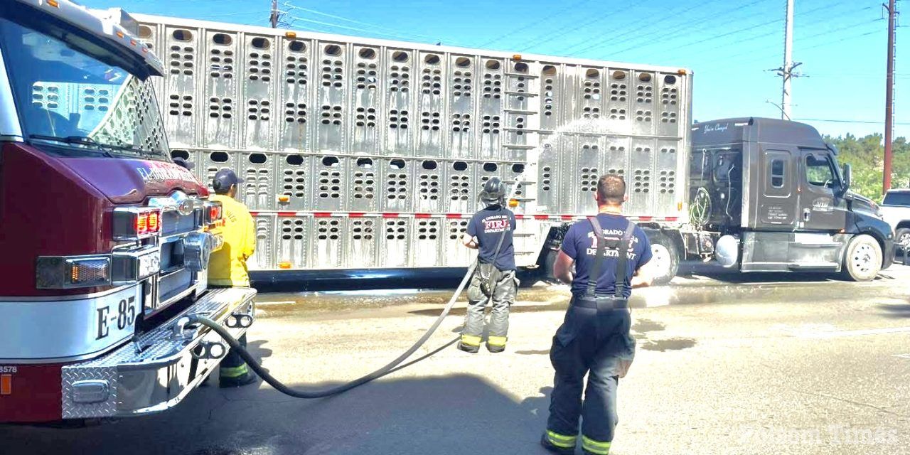 Cattle Call: EDH firefighters hose down cows in heat