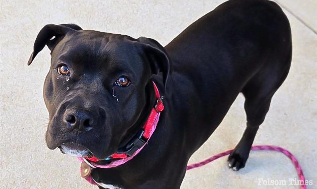 Sac County shelter offers free pet adoptions June 7 for Adopt-a-Pet Day