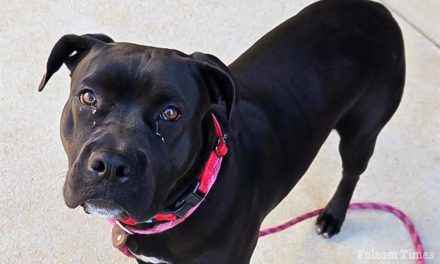 Sac County shelter offers free pet adoptions June 7 for Adopt-a-Pet Day