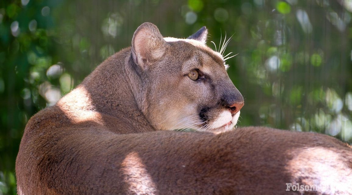 Dad’s get in free on Father’s Day at Folsom City Zoo Sanctuary