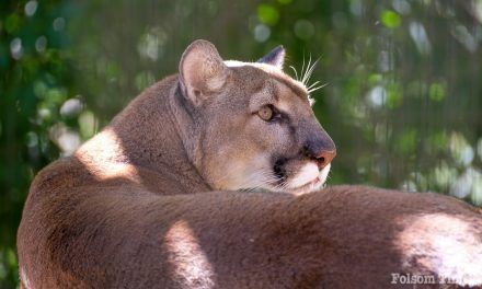 Dad’s get in free on Father’s Day at Folsom City Zoo Sanctuary