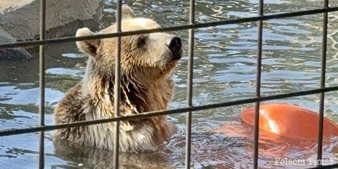 Matilda it is! Folsom’s newest bear gets her name