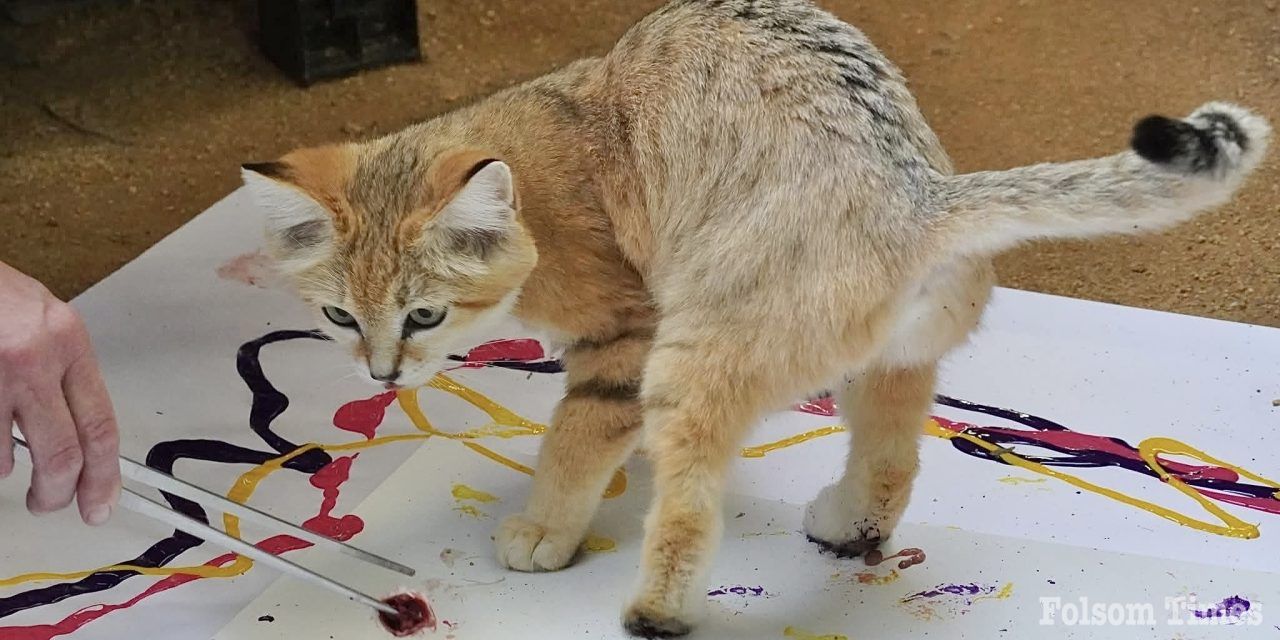 Art by animals: Folsom Zoo Animal Art Show roars into Gallery 48