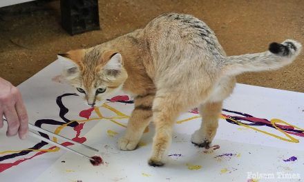 Art by animals: Folsom Zoo Animal Art Show roars into Gallery 48