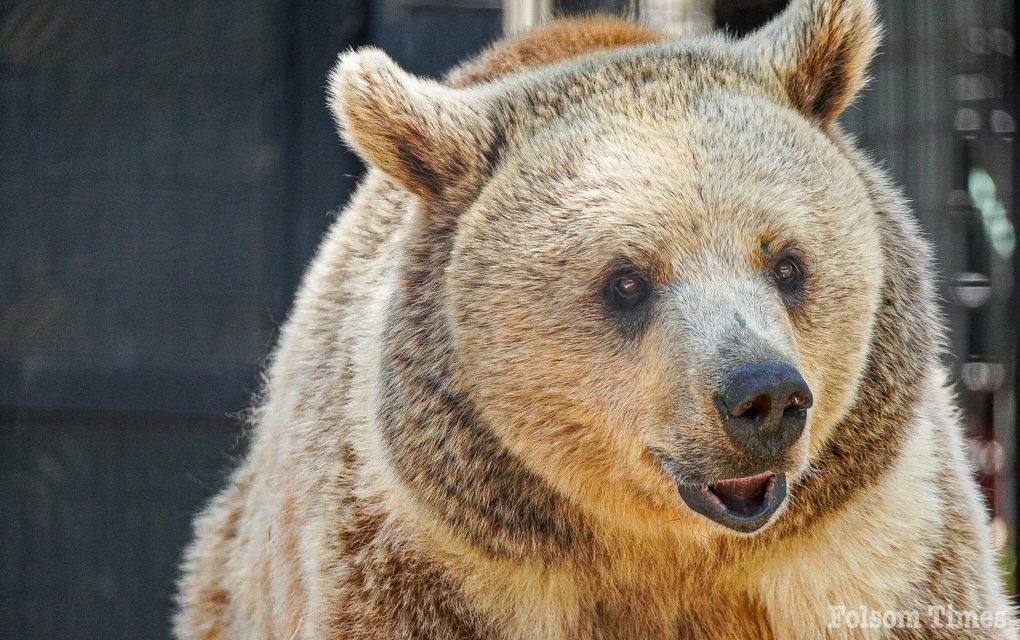 It’s a Bear Affair: Residents asked to name Folsom’s newest resident