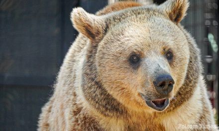 It’s a Bear Affair: Residents asked to name Folsom’s newest resident