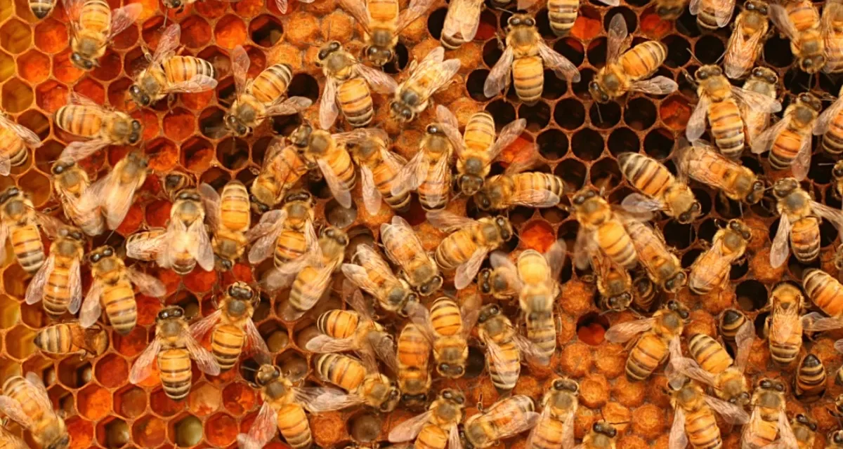 Folsom City Zoo to Host Honey Bee Day Celebration August