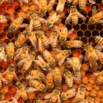 Folsom City Zoo to Host Honey Bee Day Celebration August 11