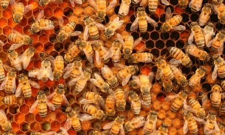 Folsom City Zoo to Host Honey Bee Day Celebration August