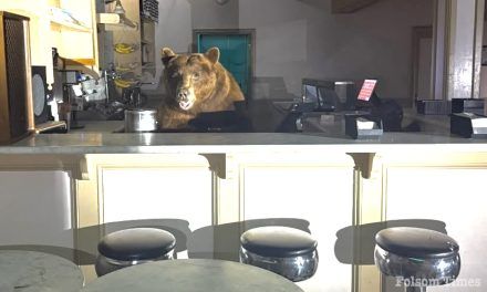 Sundae scuffle: Bear helps himself at El Dorado County ice cream shop