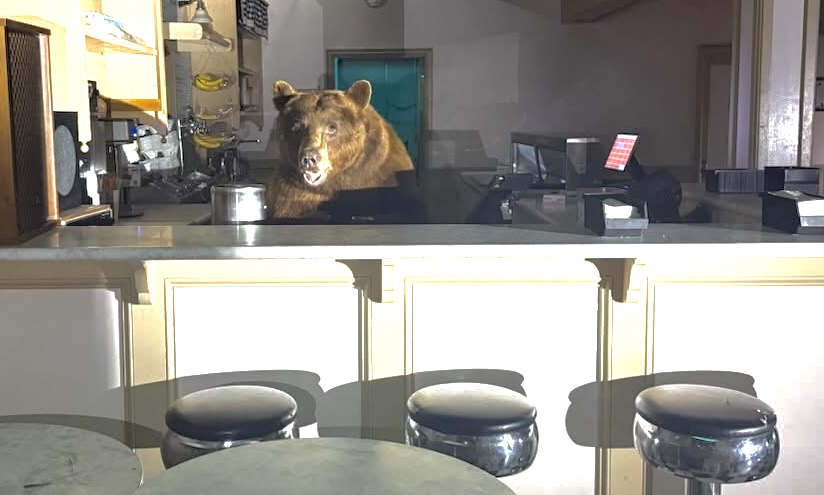 Sundae scuffle: Bear helps himself at El Dorado County ice cream shop