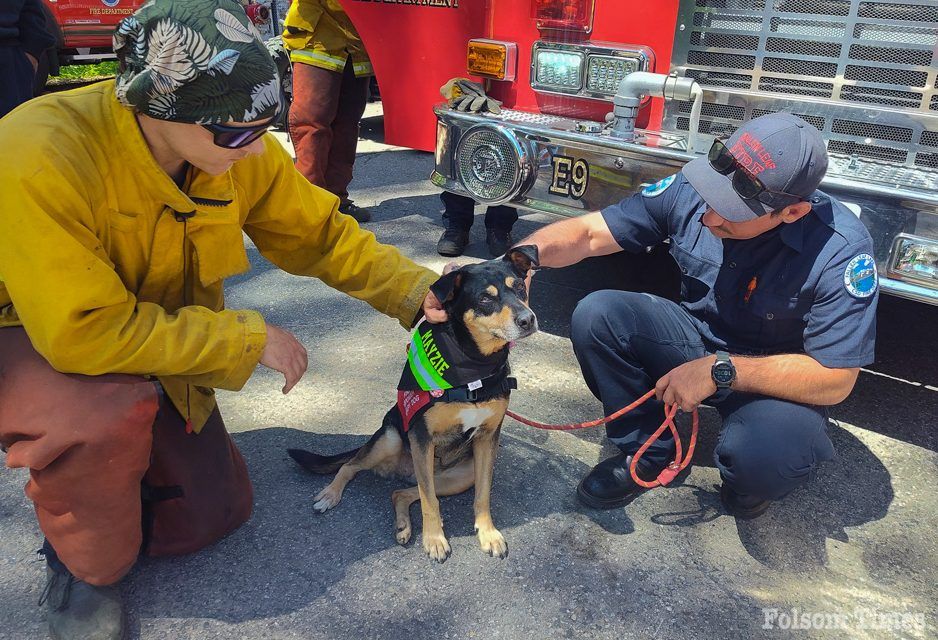 El Dorado Hills Therapy Dog Mayzie nominated for national honor