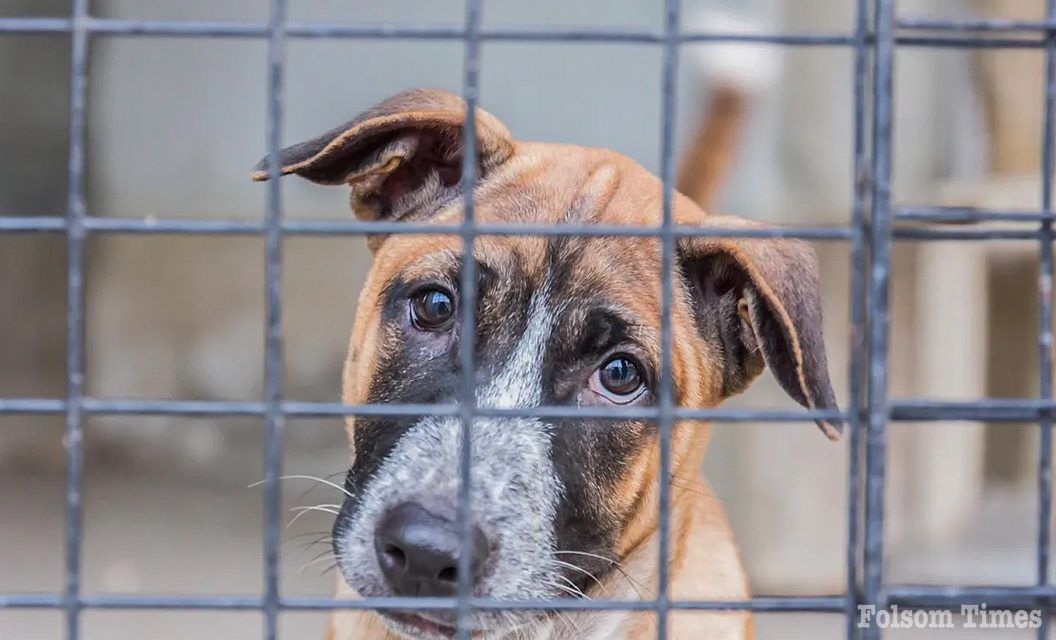 Front Street Animal Shelter waives fees as overcrowding peaks