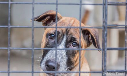 Front Street Animal Shelter waives fees as overcrowding peaks