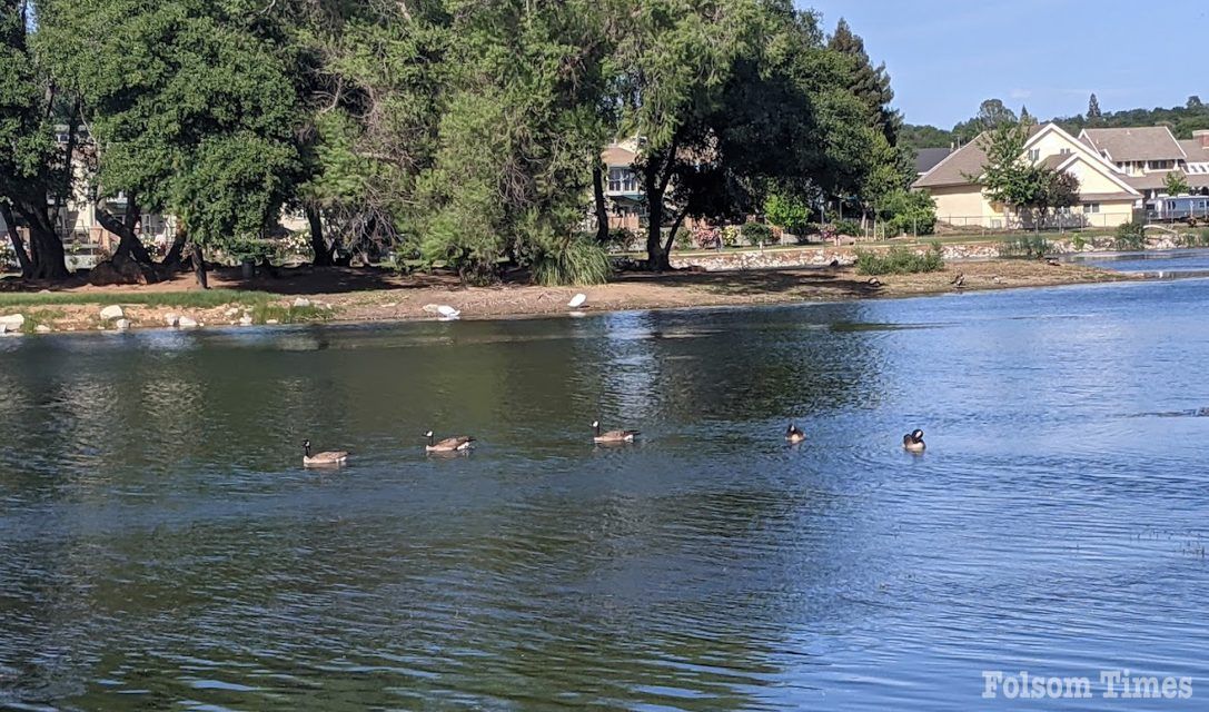 Bird Flu confirmed at Cameron Park Lake; wildlife officials urge caution