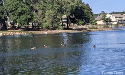 Bird Flu confirmed at Cameron Park Lake; wildlife officials urge caution