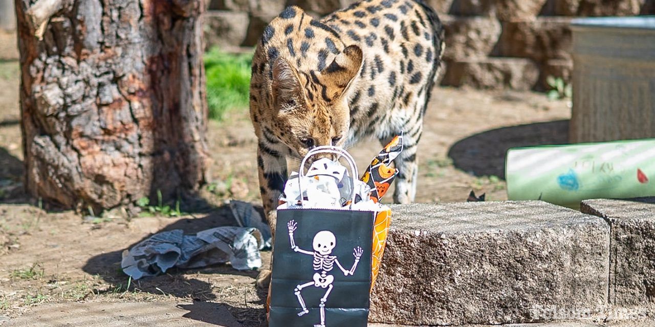 Wild Howl-O-Ween delights at Folsom City Zoo Sanctuary Saturday