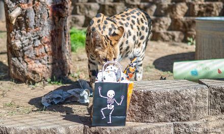 Wild Howl-O-Ween delights at Folsom City Zoo Sanctuary Saturday