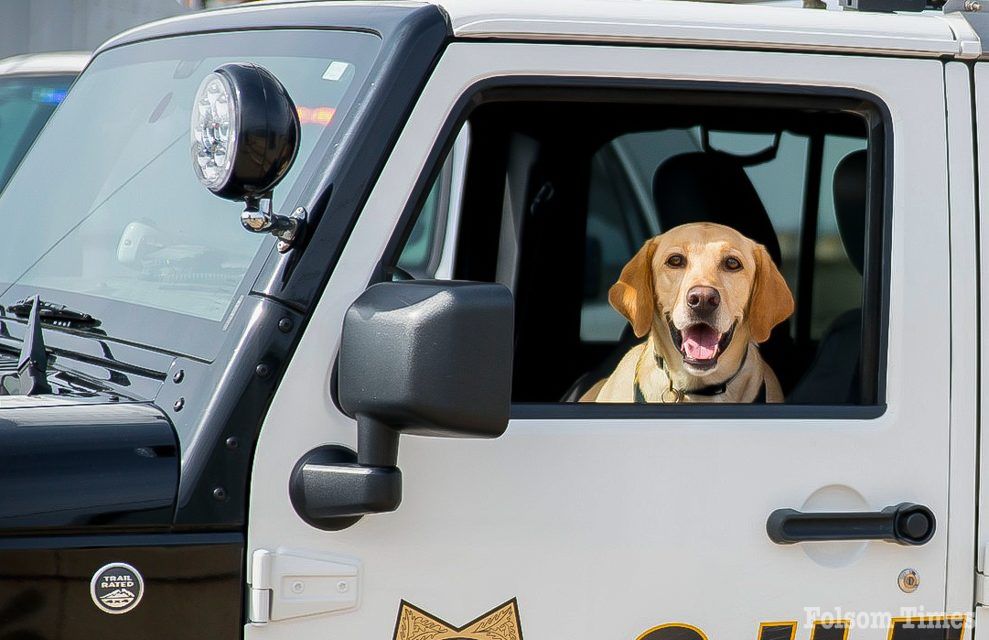 Folsom Dam Security Bureau mourns loss of retired K9 Astro