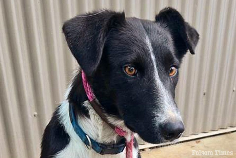 Shelter Pet Spotlight: Mimosa is ready for breakfasts at your house