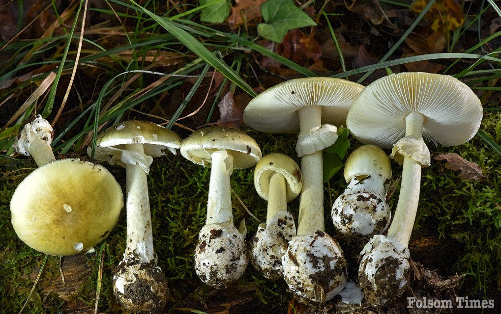 Sac County confirms multiple mushroom poisoning cases amid outbreak