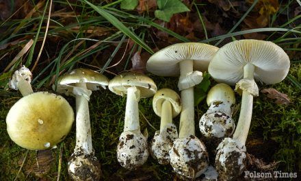 Sac County confirms multiple mushroom poisoning cases amid outbreak