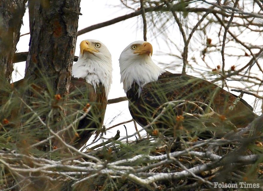 Bald eagle nest tree at Lake Natoma falls in latest storm