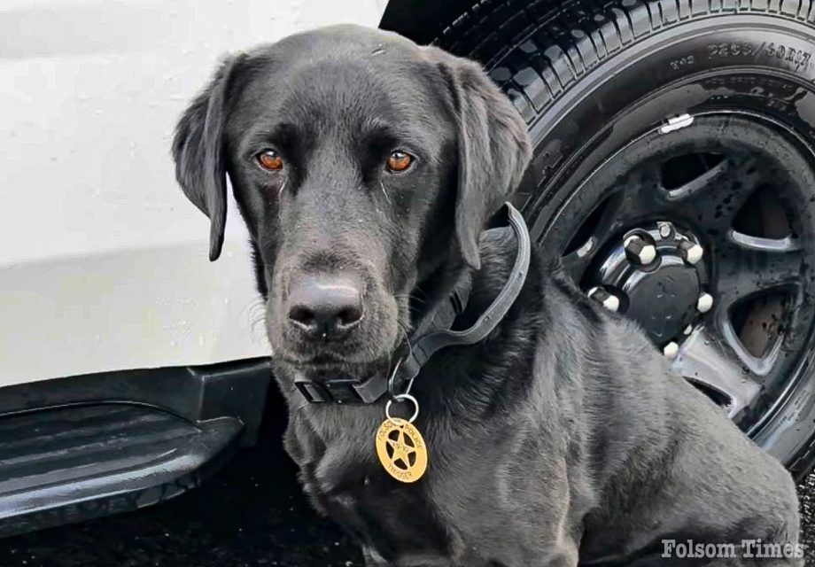 Folsom Police Department mourns the recent passing of K9 Trigger