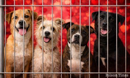 Sac County helps shelter dogs find their soul humans for Valentine Foster Week