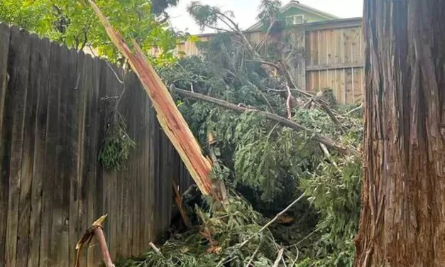 Lightning strike explodes large tree in Folsom neighborhood