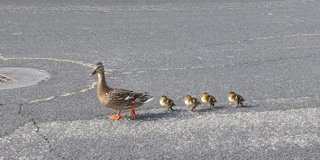 Folsom CAPS jump in to rescue ducklings in distress