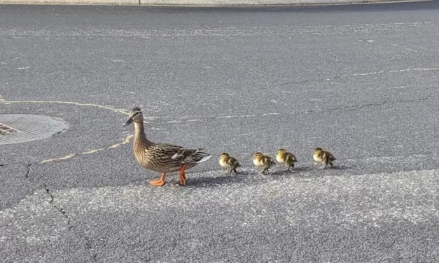 Folsom CAPS jump in to rescue ducklings in distress