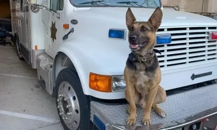 Folsom Police K9 detects loaded firearm during Historic District traffic stop