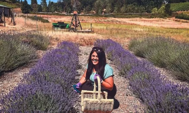 Lavender Blue Harvest Days: Bluestone Meadow and Other Apple Hill Grower Farms