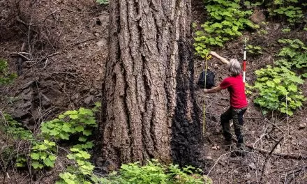 World Record tall white fir found in Caldor Fire burn scar