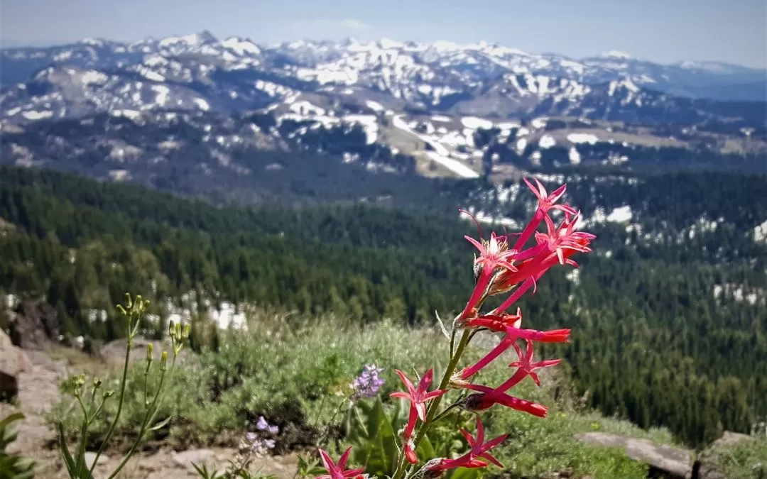 Day Hiker: Castle Peak is a 5.8 mile trek