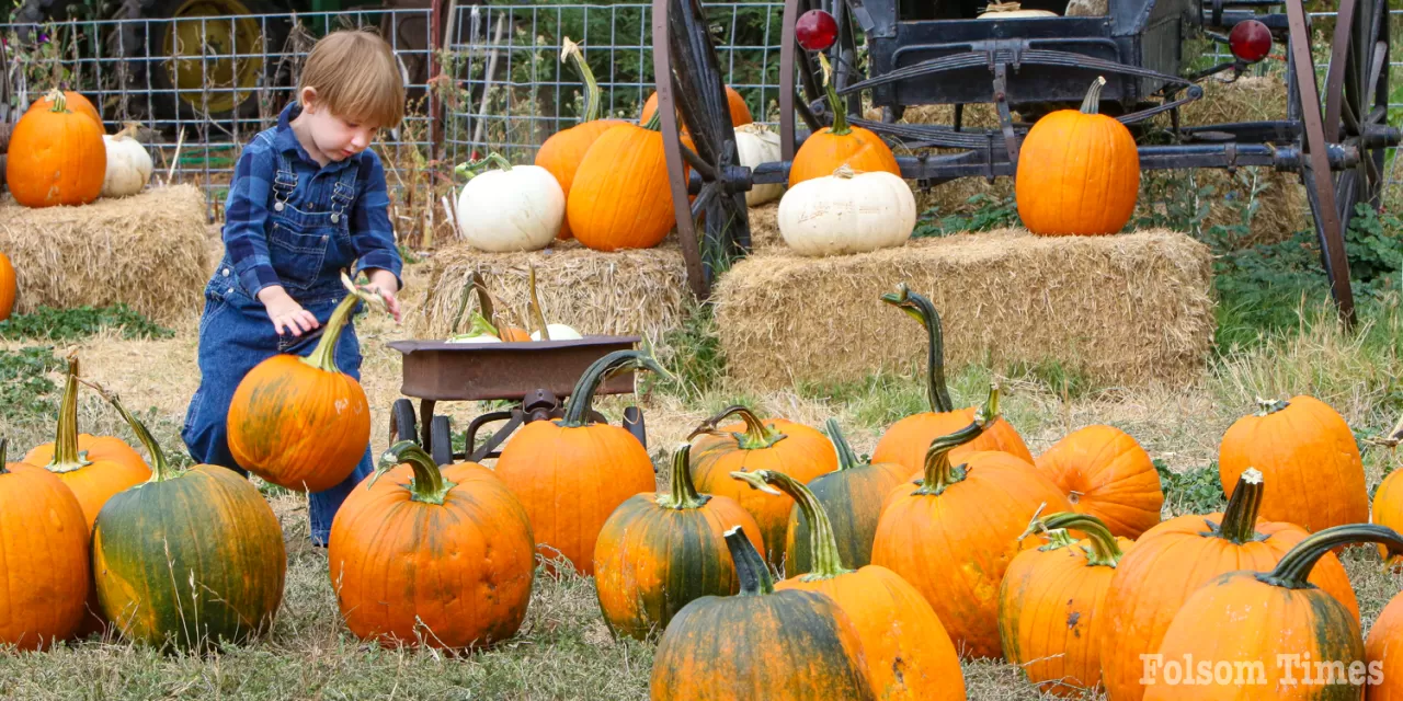 Folsom’s Zittel Farms: providing 47 years of pumpkin fun