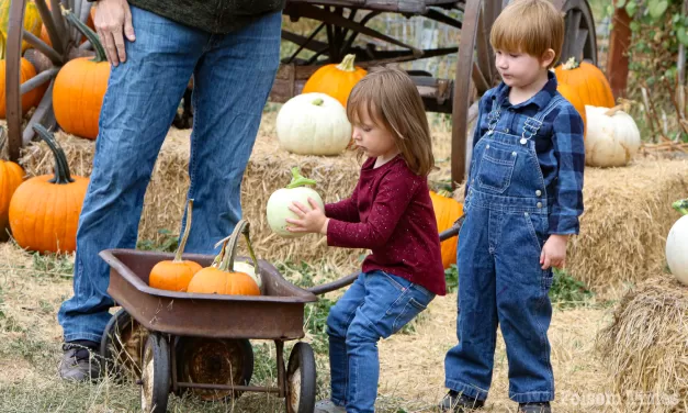 A harvest of tradition: Zittel Farms opens its gates for 49th pumpkin season