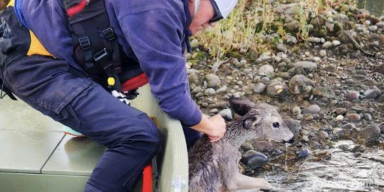 Firefighters spot, rescue struggling fawn from waters of Lake Natoma