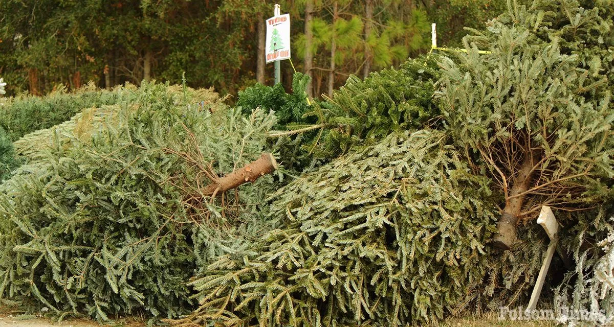 SMUD partners with area Scouts to recycle local Christmas trees 