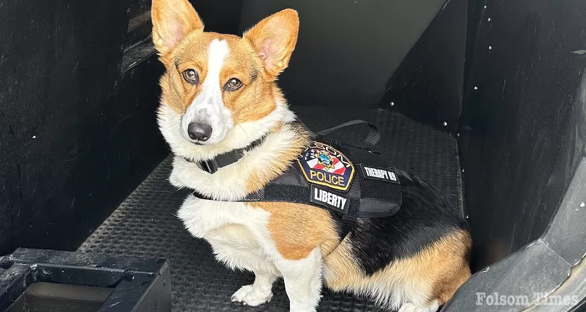 Meet Liberty, the Folsom Police Department’s first therapy dog