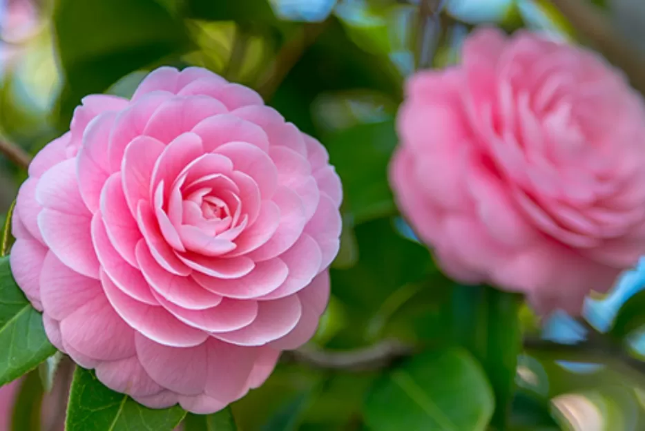 Annual Folsom Camellia show set to bloom Feb. 24