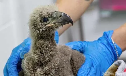 Baby eagle doing well after being rescued from fall near Lake Natoma