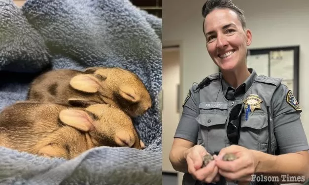 Wayward bunnies rescued from Folsom school playground