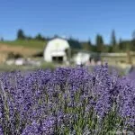 Lavender Blue Harvest Days begin this week in Apple Hill