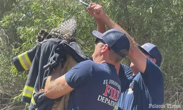 Firefighters rescue hooked Hawk at Browns Ravine 